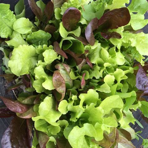 Lettuce Mix | White Harvest Seed Company