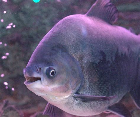 Pacu Fish: Size, Care, Lifespan, Tank Mates | MeeThePet