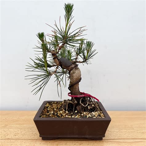 Dwarf Austrian Black Pine (5268) at New England Bonsai Gardens