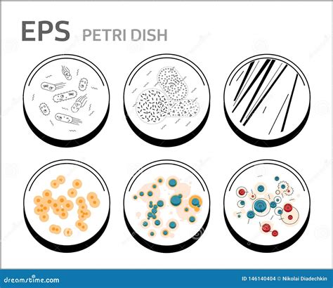 Bacteria Growth Stages. Bacterium In Petri Dishes. Vector ...