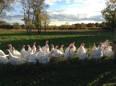 L&J Turkey Farms | Multi-Generational Family Farm | Pasture Raised Turkey | Mancelona, MI