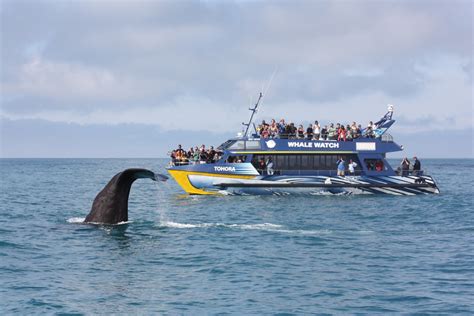 Kaikoura Activities | NZ Travel Planner | NZ Travel Organiser