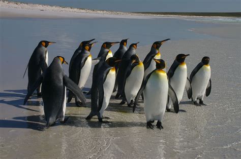 File:Falkland Islands Penguins 42.jpg - Wikimedia Commons