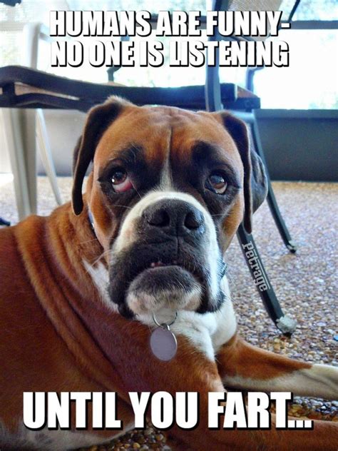 The Sarcastic Boxer Dog-Dog House Meme - PETRAGE | Boxer dogs funny ...