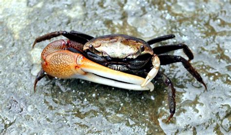 Fiddler Crab – "OCEAN TREASURES" Memorial Library