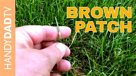 Brown Patch / Dollar Spot Treatment | Lawn Care 2018 - YouTube