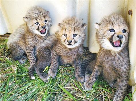 Rare birth of Asiatic cheetah cubs in Iran