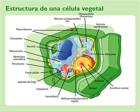 Estructura y organelos de las células: Célula vegetal