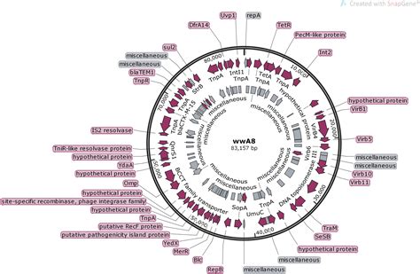 Frontiers | The Role of Plasmids in the Multiple Antibiotic Resistance ...