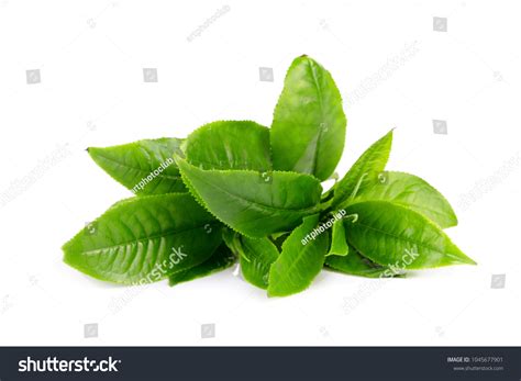 574,162 Green Tea Leaves Stock Photos, Images & Photography | Shutterstock