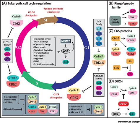 New Insights into CDK Regulators: Novel Opportunities for Cancer ...