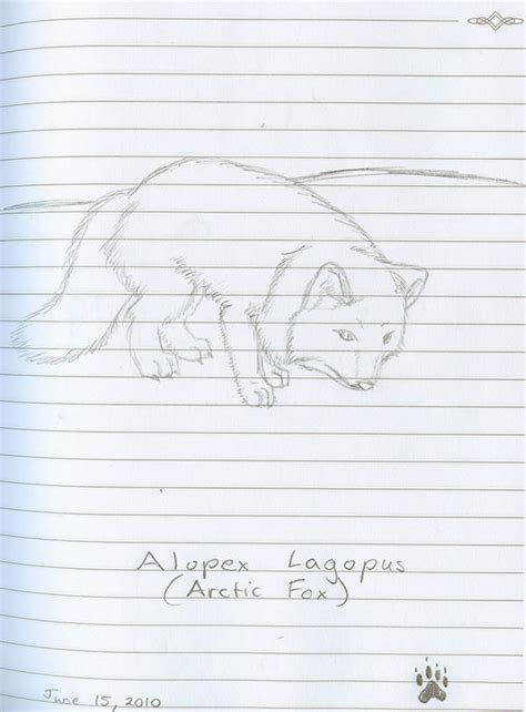 Arctic Fox Sketch by whytewolf123 on DeviantArt