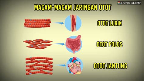 APA BEDANYA OTOT LURIK OTOT POLOS DAN OTOT JANTUNG? - YouTube