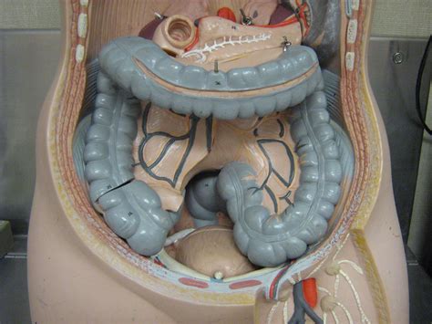 Anatomy, Anatomy and physiology, Sigmoid colon