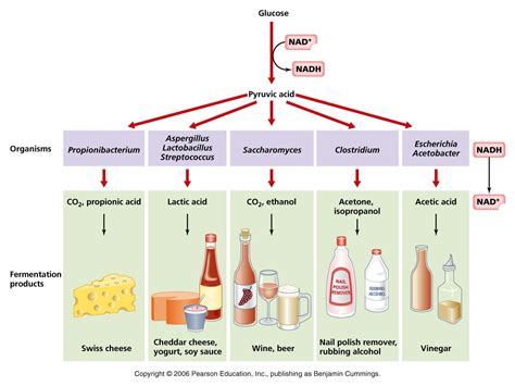 Summary: Anaerobic Fermentation - enkindle.