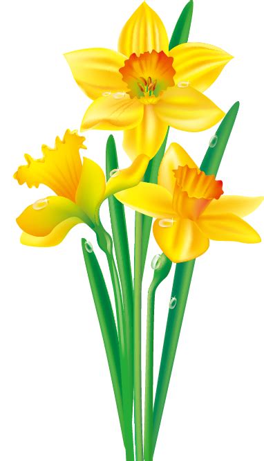 Daffodil Flower Drawing Clip art - Floral border design png download - 382*666 - Free ...