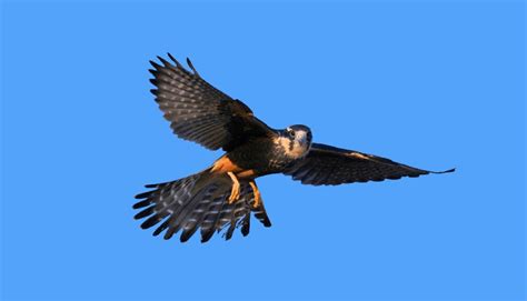 Aplomado Falcon | Turner Endangered Species Fund