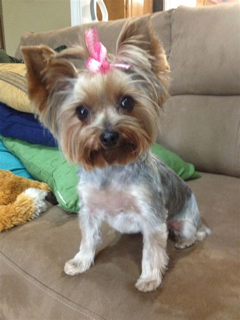 Yorkie haircuts, Yorkie, Yorkshire terrier grooming