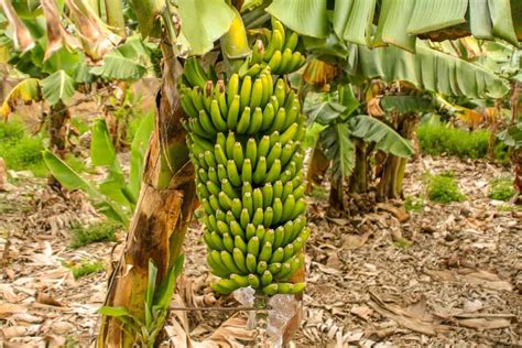 Top 20 Steps to Boost Your Banana Fruit Yield: How to Increase Fruit Size, and Production