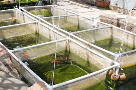 Nigeria: Aquaculture expert endorses tarpaulin ponds for urban fish farming – Fisheries ...