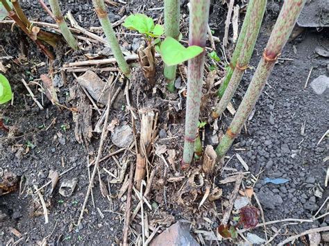 Home - Knotweed Removal