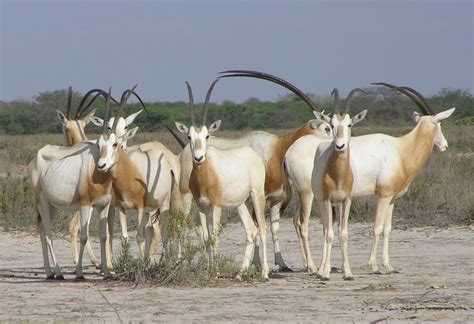 Senegalese wildlife is like having a safari in your backyard! It's home ...