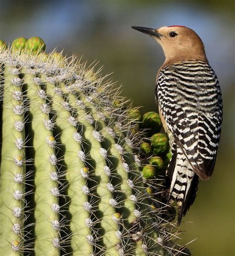 Gila Woodpecker-42319- | Bird life list, Beautiful birds, Birds