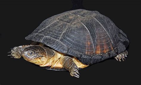 THE ANIMAL for JUST: The African side-necked turtle