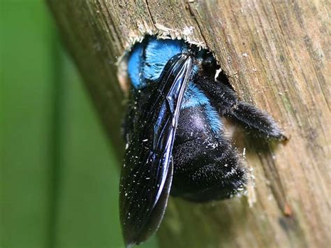 Yes Blue bees do exist (Blue Carpenter Bee) : r/interestingasfuck