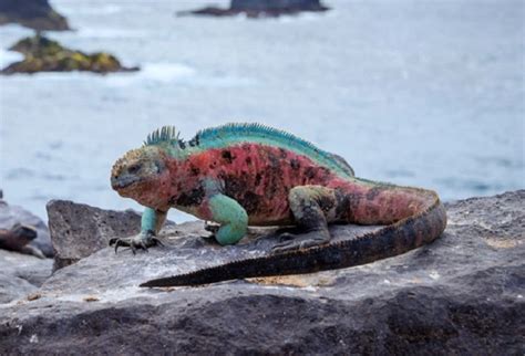 Marine Iguana - Facts, Size, Diet, Pictures - All Animal Facts