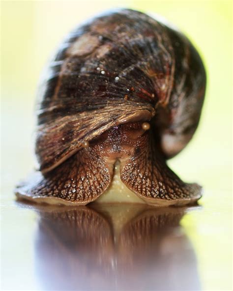 The Snail - close-up 3 Free Photo Download | FreeImages