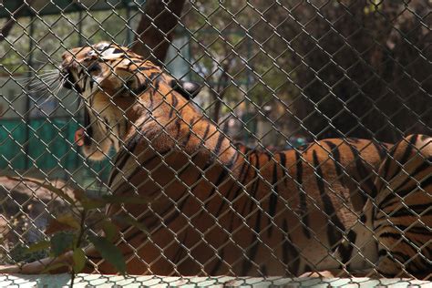 Bannerghatta National Park (Zoo) – ojdo