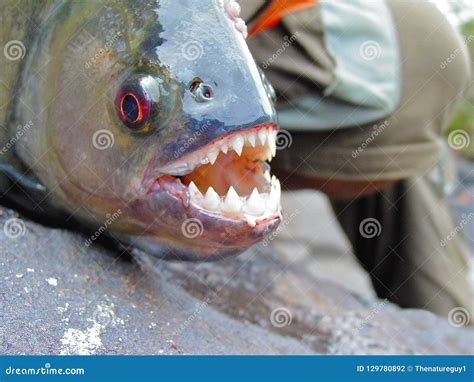 Piranha Teeth Royalty-Free Stock Photo | CartoonDealer.com #101156421