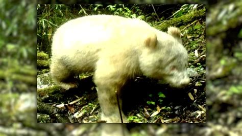 First fully albino giant panda cub filmed | CNN