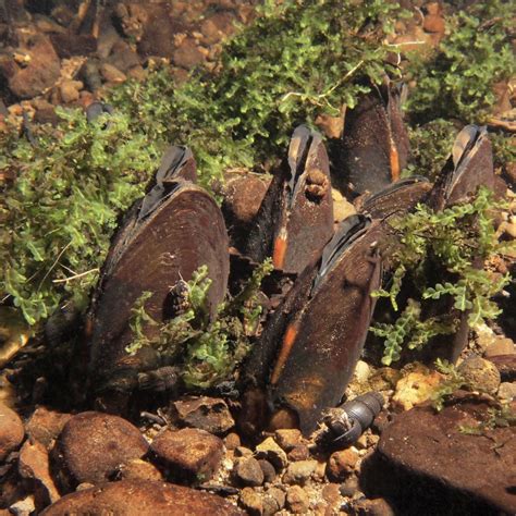 Native and Invasive Bivalves in the Pacific Northwest: Co-Occurrence, Habitat Associations and ...