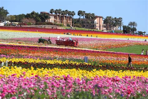 Carlsbad Flower Fields: 15 Fun Things to Do in 2021 | La Jolla Mom