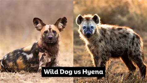 Wild Dog vs Hyena: A Battle of Survival (2023) - Historn