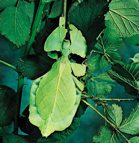 Una Mirada de Cerca al Extraordinario Insecto Hoja