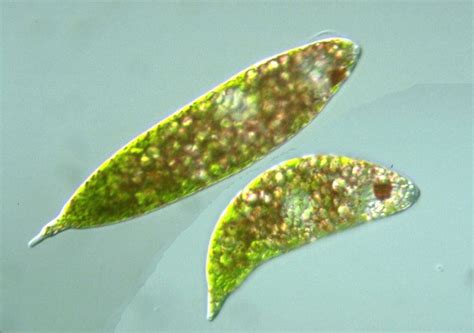 Protist Images: Euglena sanguinea