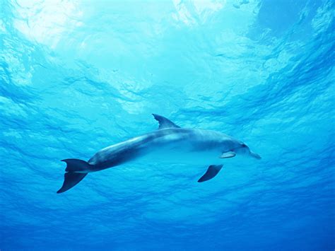 Dolphin in Deep Blue Sea Wallpapers | HD Wallpapers | ID #8574
