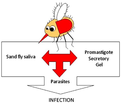 | The known components of Leishmania transmission. | Download Scientific Diagram