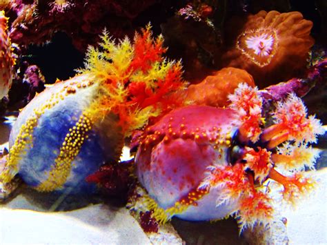 Beautiful Coral Reef Plants | Coral reef plants, Coral, Coral reef