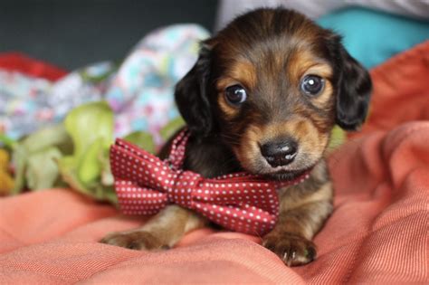 25+ Silky Wire Haired Dachshund - MedowMeeghan