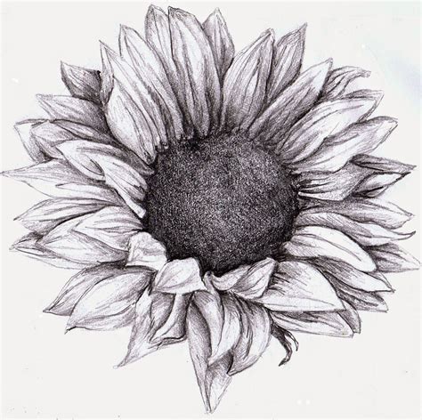 Sunflower - Drawing Skill