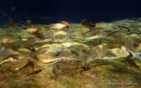 Snorkeling at Casa Cenote, Mayan Riviera | Snorkeling in Mexico