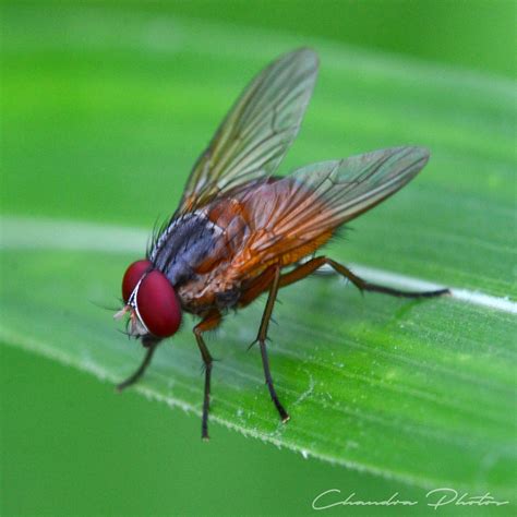 Housefly, FREE Stock Photo: Fly Rests on Leaf, Macro Photo, Royalty-Free Insect Stock Image