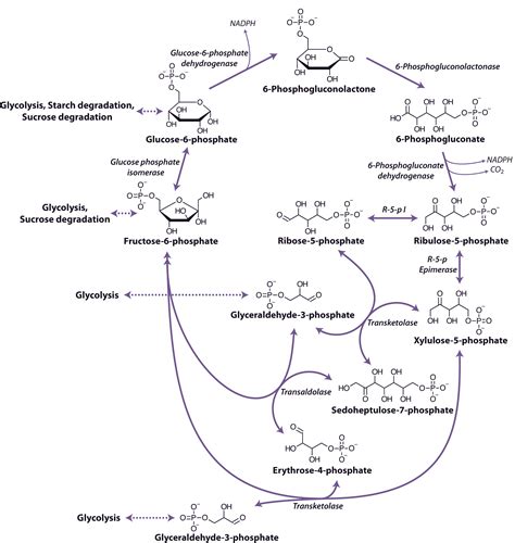 2.4.3 - The oxidative pentose phosphate pathway | Plants in Action