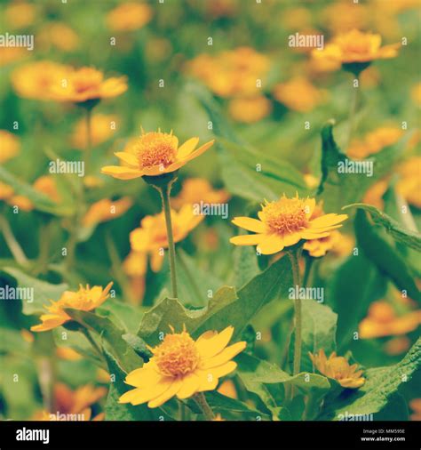 yellow flowers old retro vintage style Stock Photo - Alamy