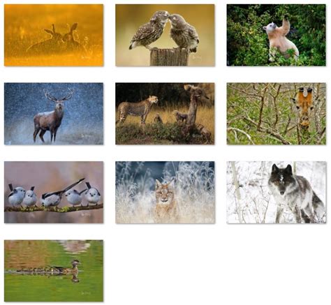 Bing Animals theme for Windows 10 (download) - Pureinfotech