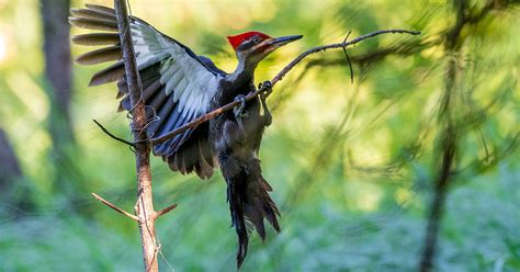 10 Fun Facts About the Pileated Woodpecker | Audubon